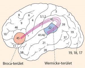 A beszédben szereplő kérgi területek lokalizációja (bal oldali laterális nézet). Geschwind, N. (1979): Specialization of the human brain. Sci. Am. 241: 180–199. alapján.